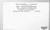 Aecidium gerardiae image